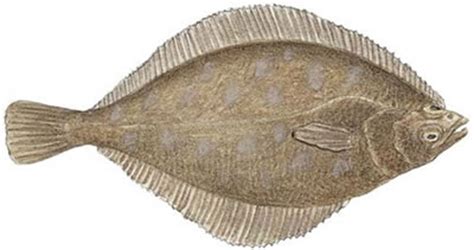 what does soles mean.